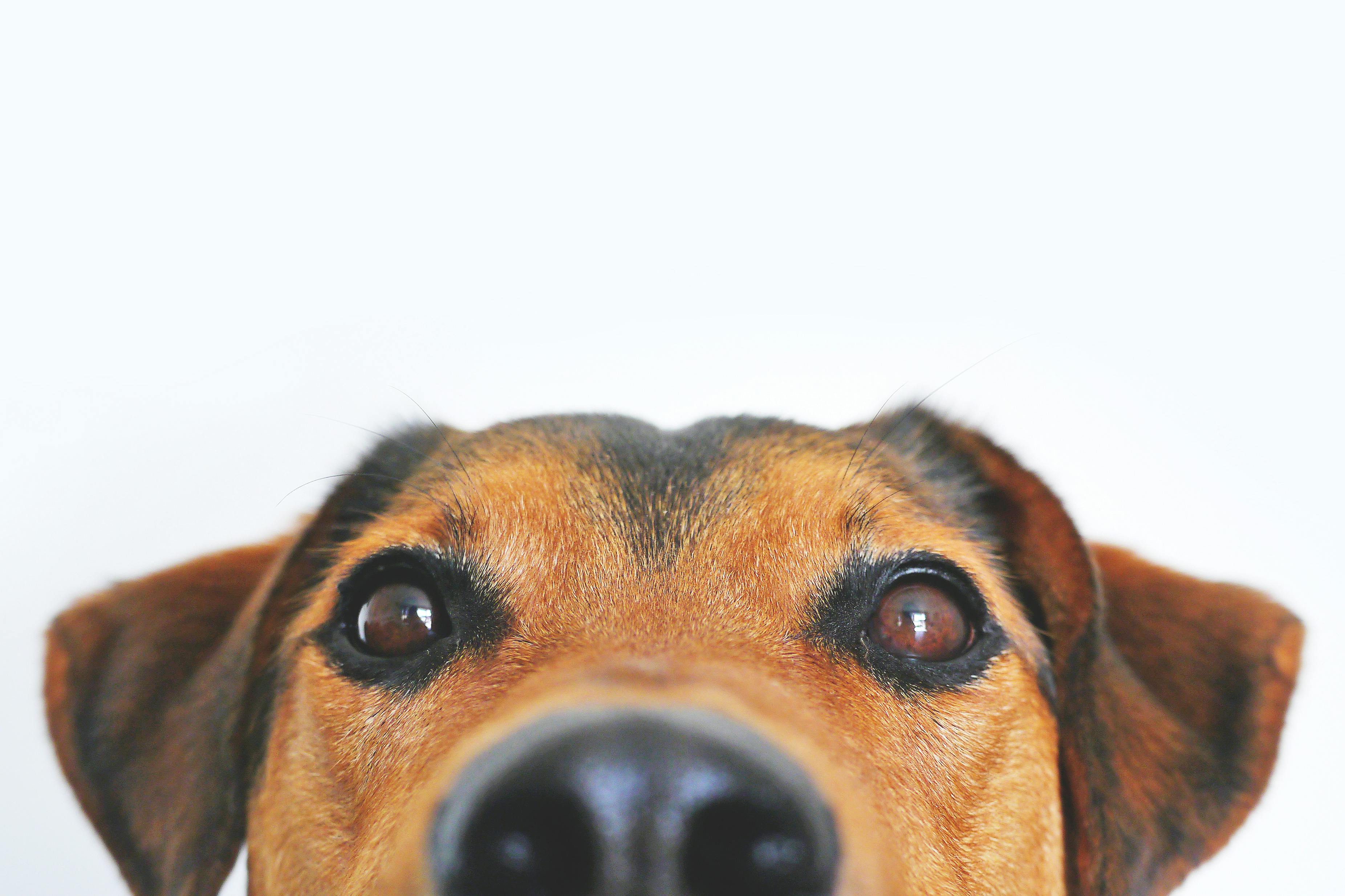 Frequently Asked Questions| Paw.Q Australia