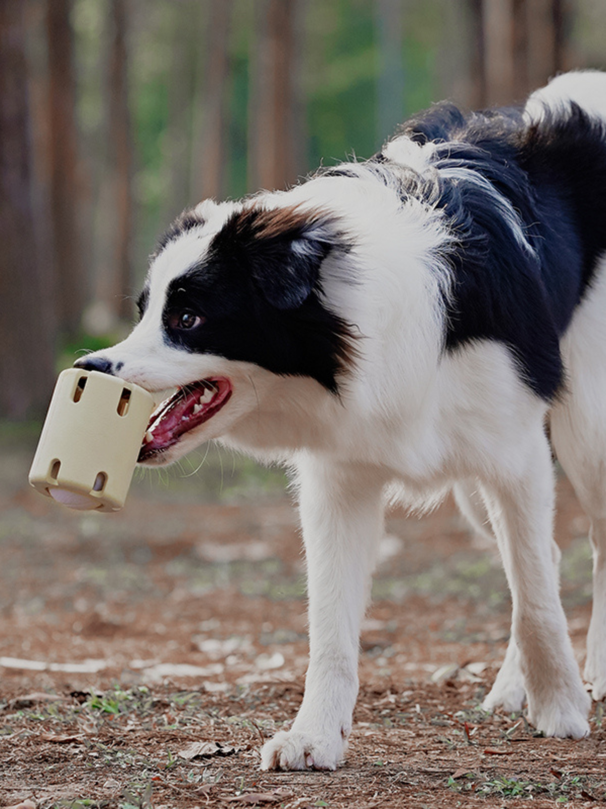 Treat Puzzle Tube - Acadia White