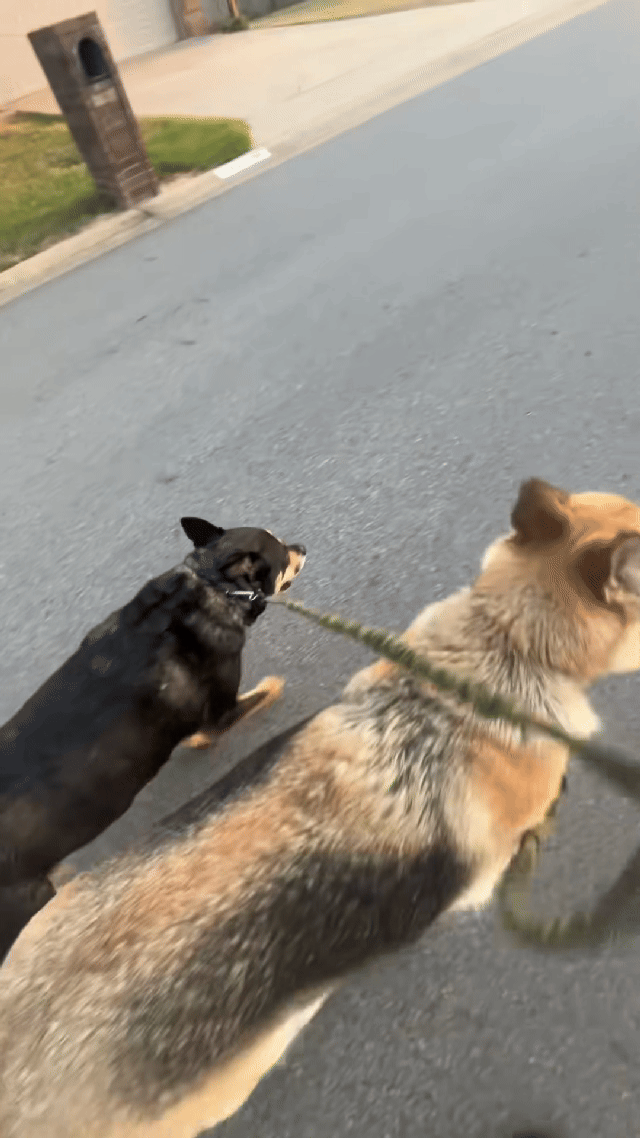 No Tangle Dual Leash – Black