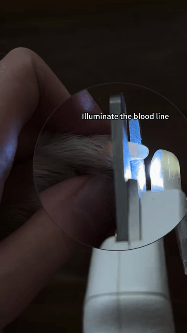 LED Pet Nail Clipper - White