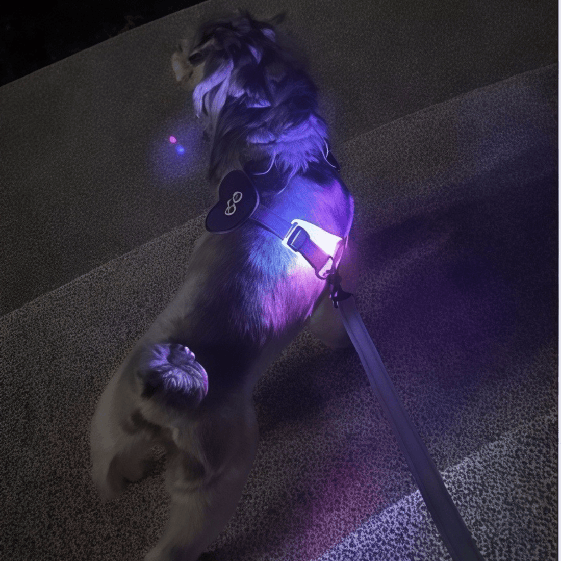 LED Dog Harness - Yellow Purple - Paw.Q